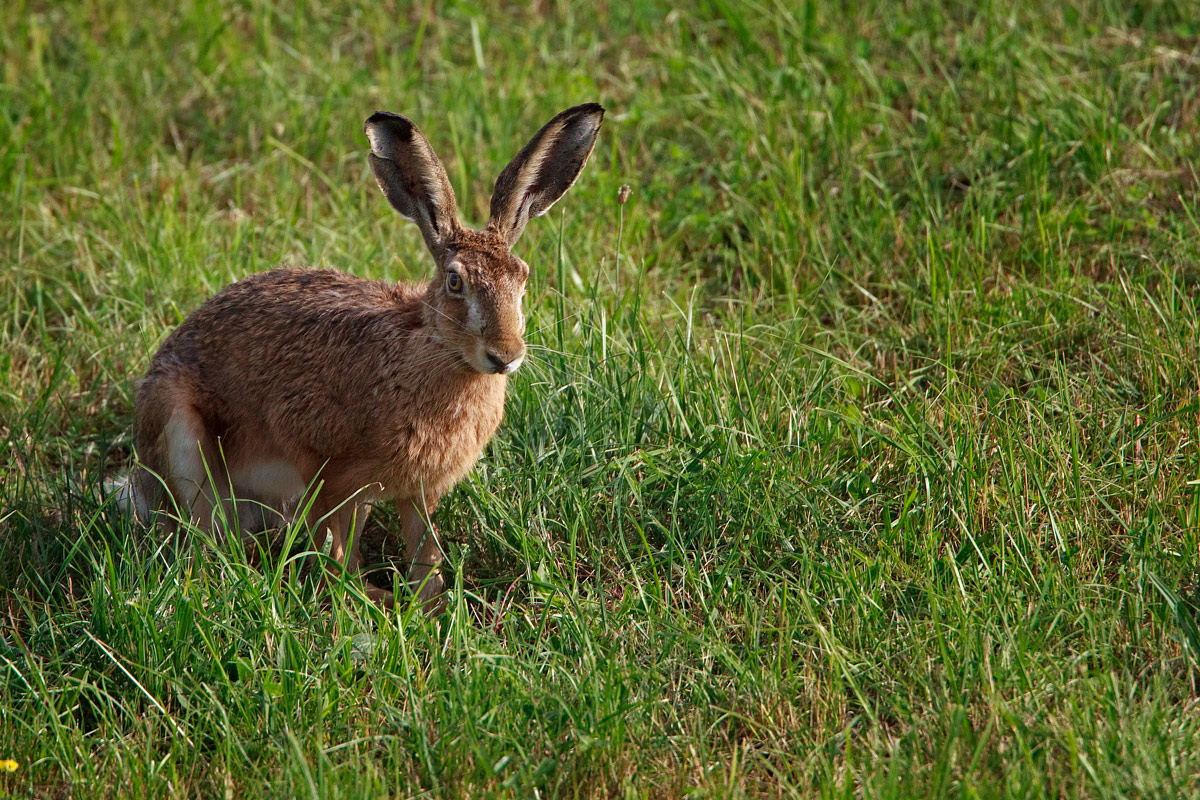 Hasenzeit