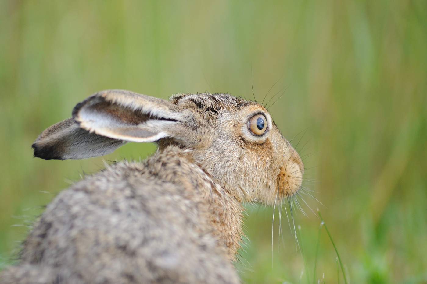 Hasi Hasi