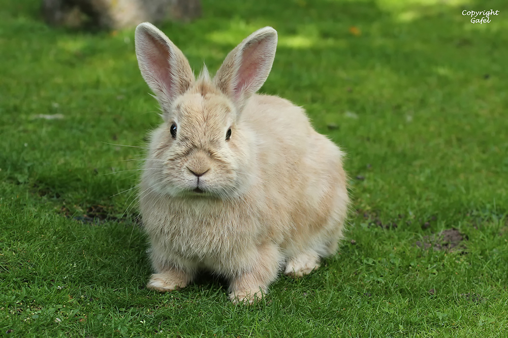 Hasi Foto & Bild natur, zoo, tiere Bilder auf