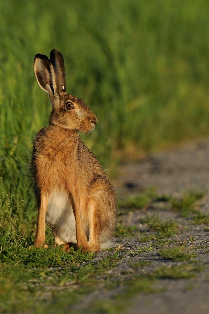 Hasi am Feldweg