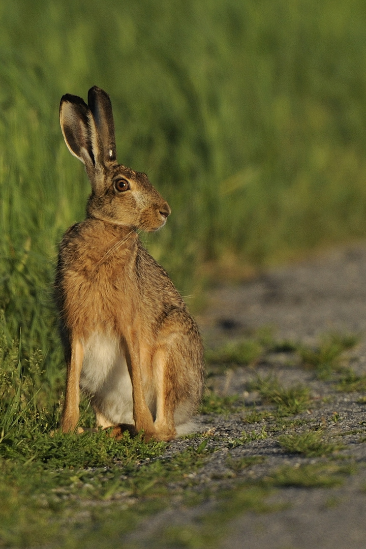 Hasi am Feldweg