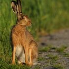 Hasi am Feldweg