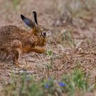 Hasi auf dem Feld