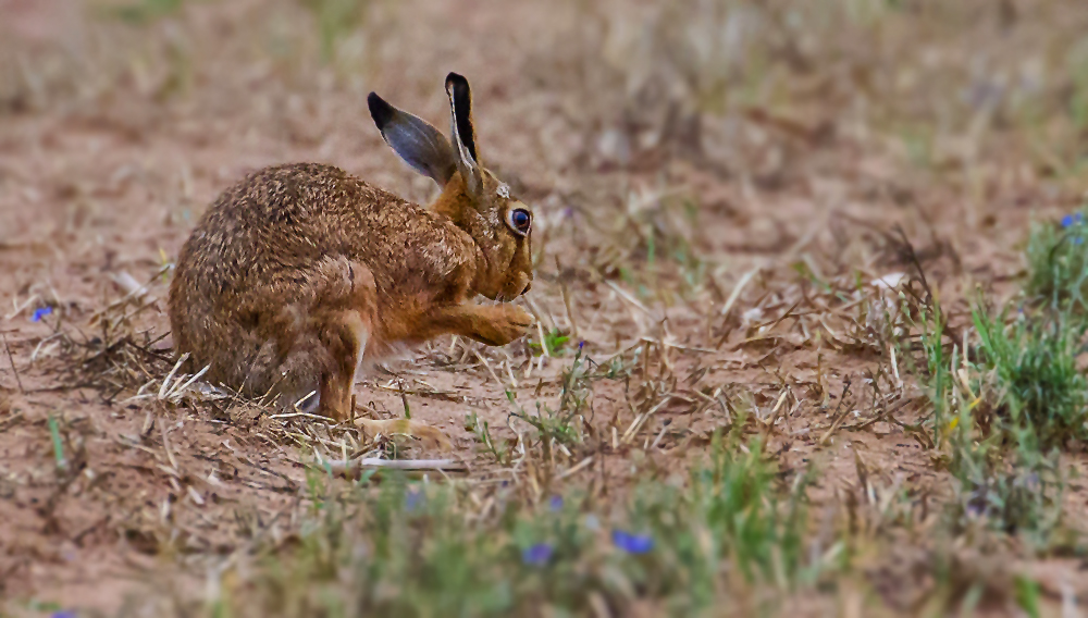 Hasi auf dem Feld