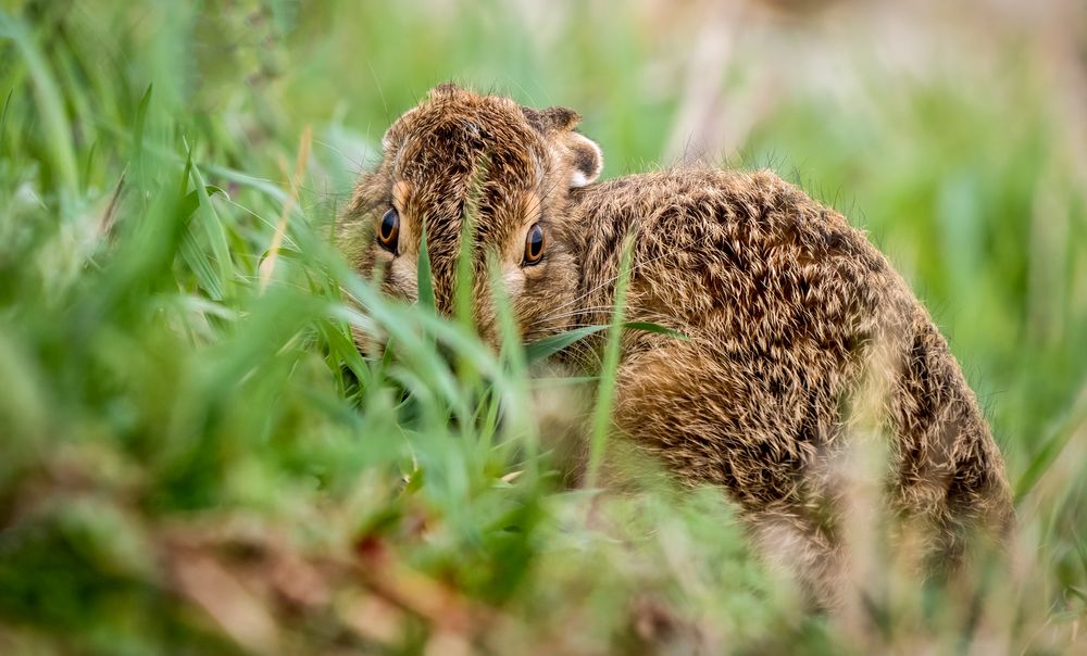 HASI DES FELDES