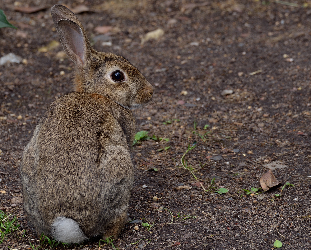 Hasi