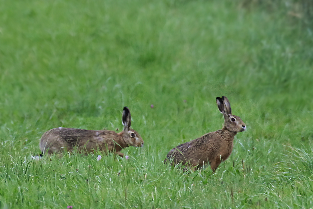 Hasi, gleich hab ich Dich :-)