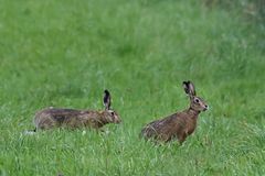 Hasi, gleich hab ich Dich :-)