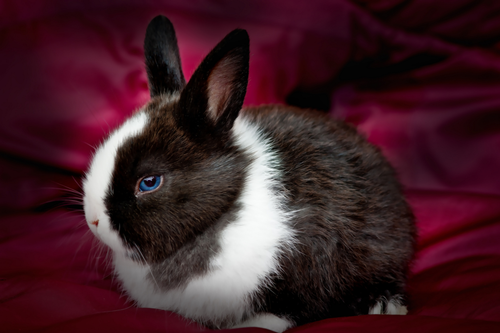 Hasi Hat Blaue Augen Foto Bild Tiere Haustiere Nagetiere Kaninchen Bilder Auf Fotocommunity
