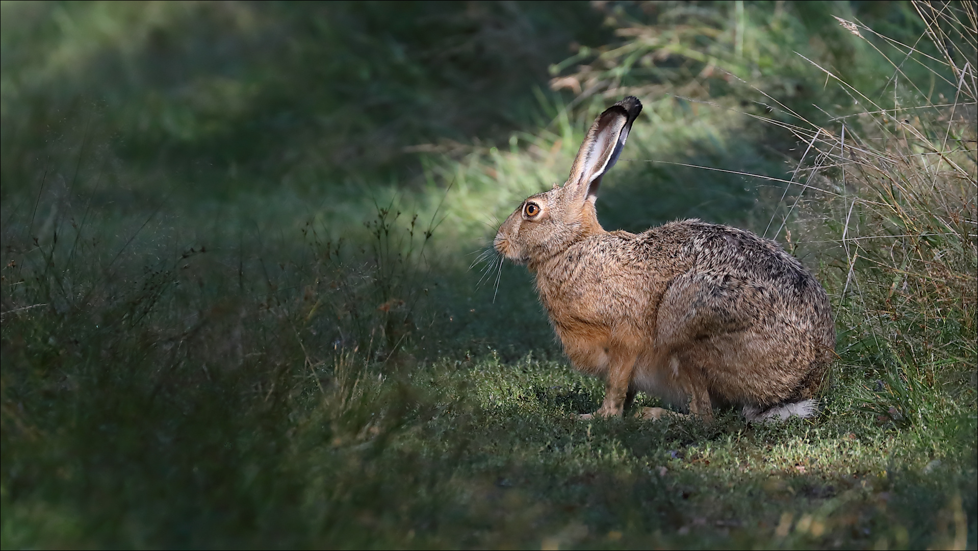 Hasi im Morgenlicht