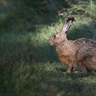 Hasi im Morgenlicht