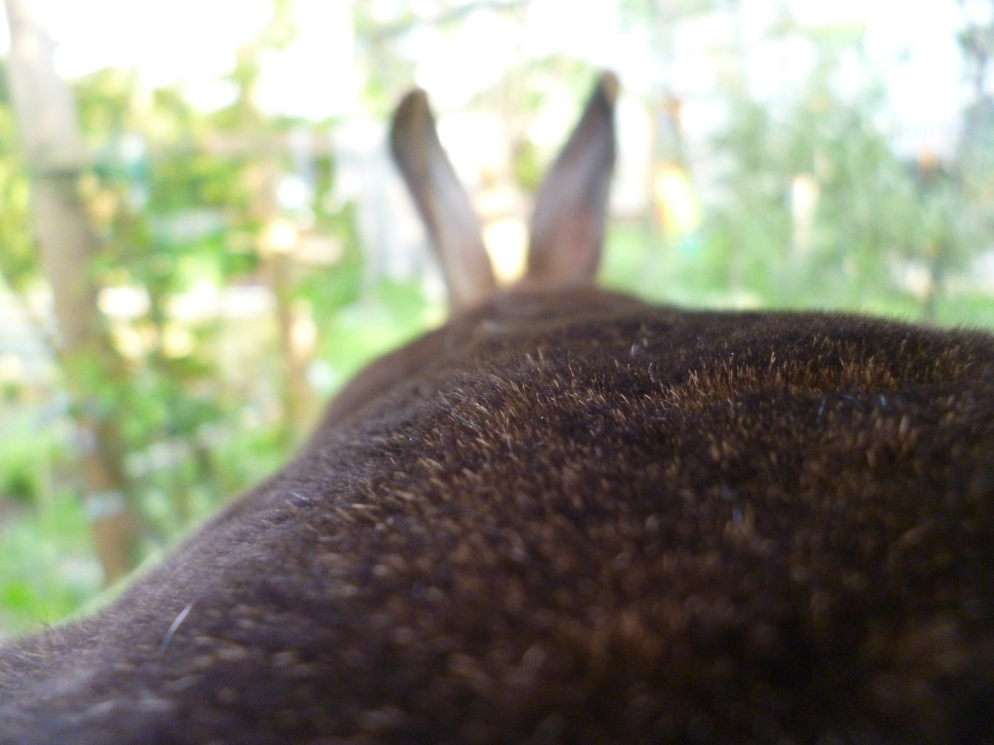 Hasi mit Teddybärenfell