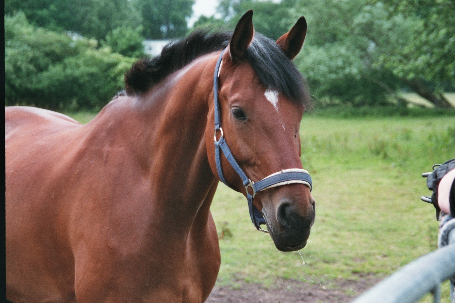 Hasi, pasonierter Beamter