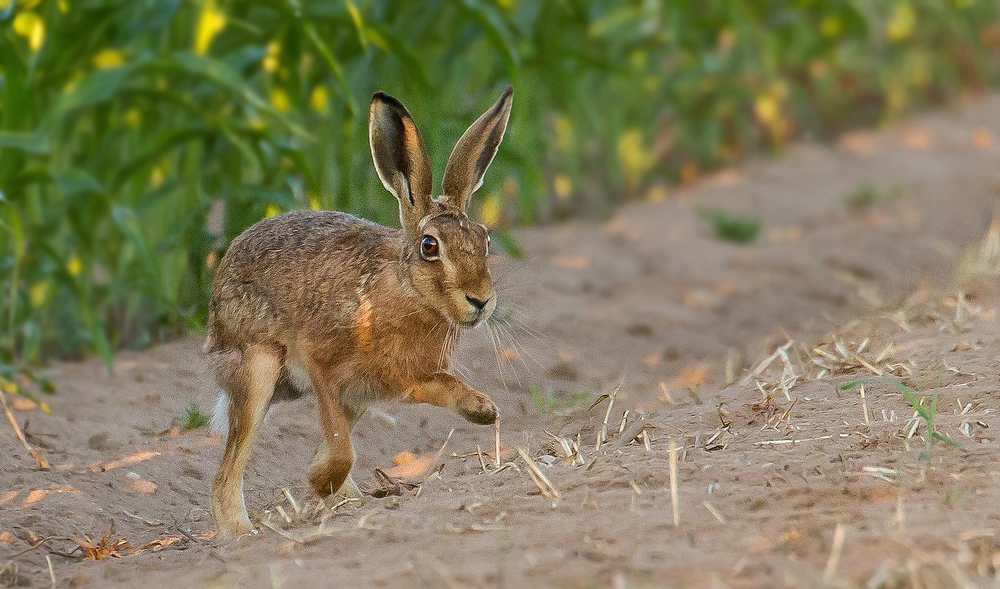 Hasi .... spring ins Feld