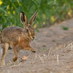 Hasi .... spring ins Feld