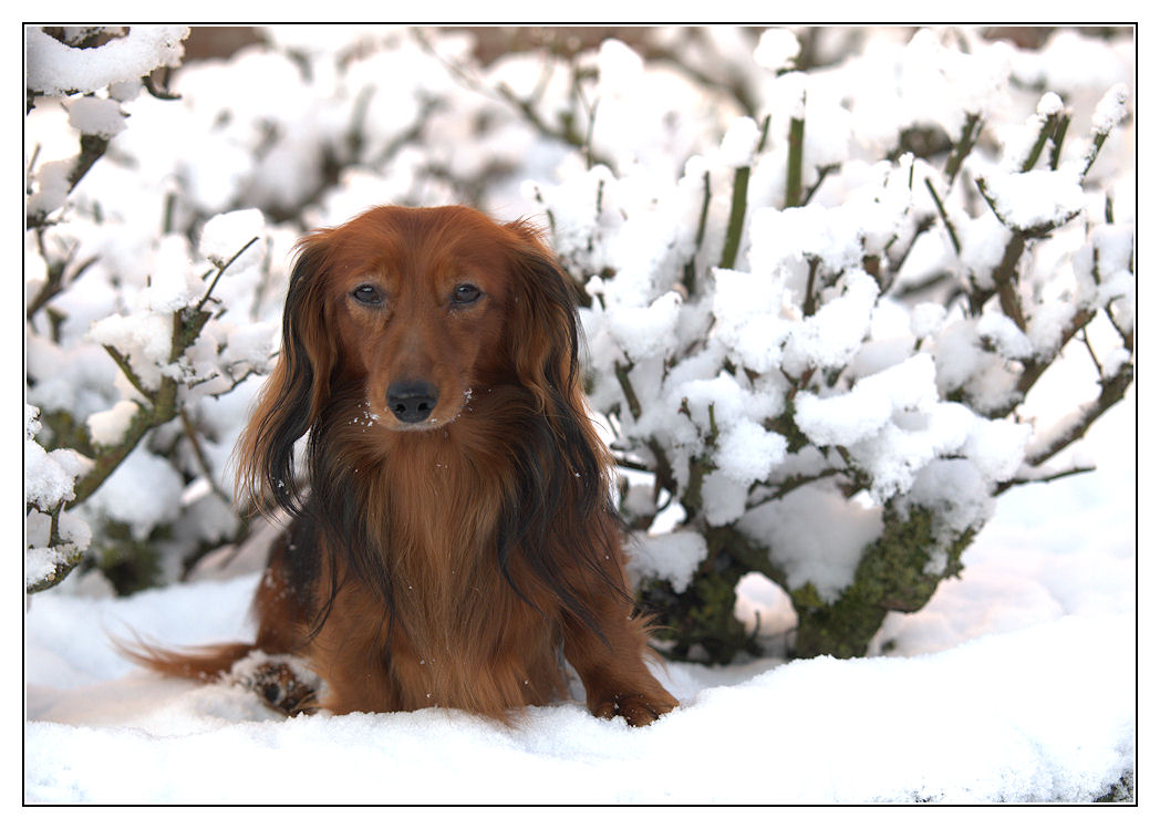 Hasko im Schnee