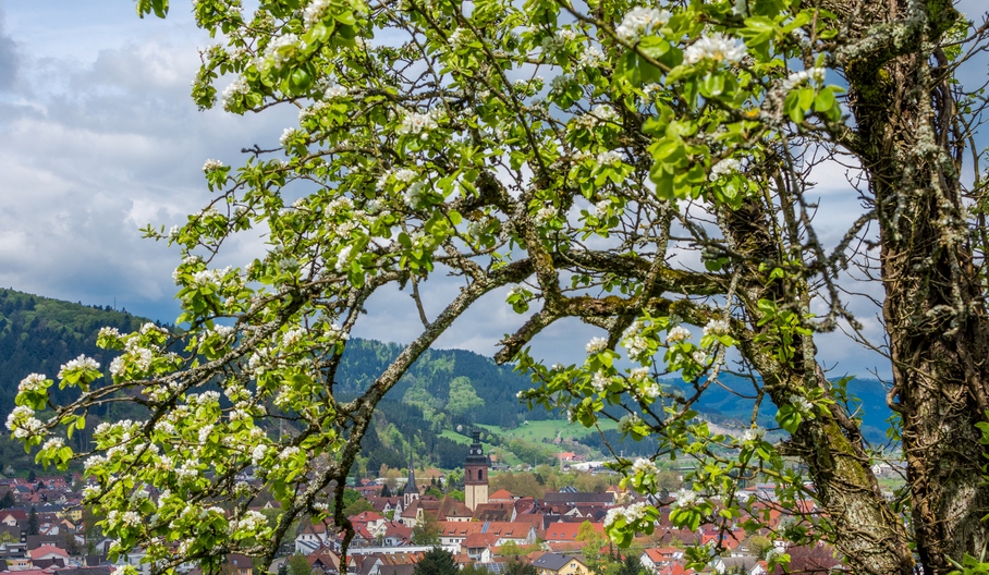 Haslach im Blütenrahmen