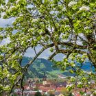 Haslach im Blütenrahmen