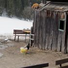 Haslauer Hütte - Auf der Lauer  -Katze und Henne