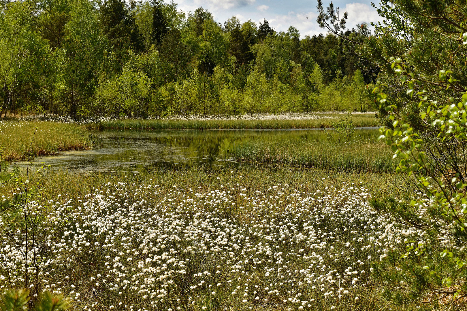 Haspelmoor im Frühling