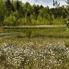 Haspelmoor im Frühling