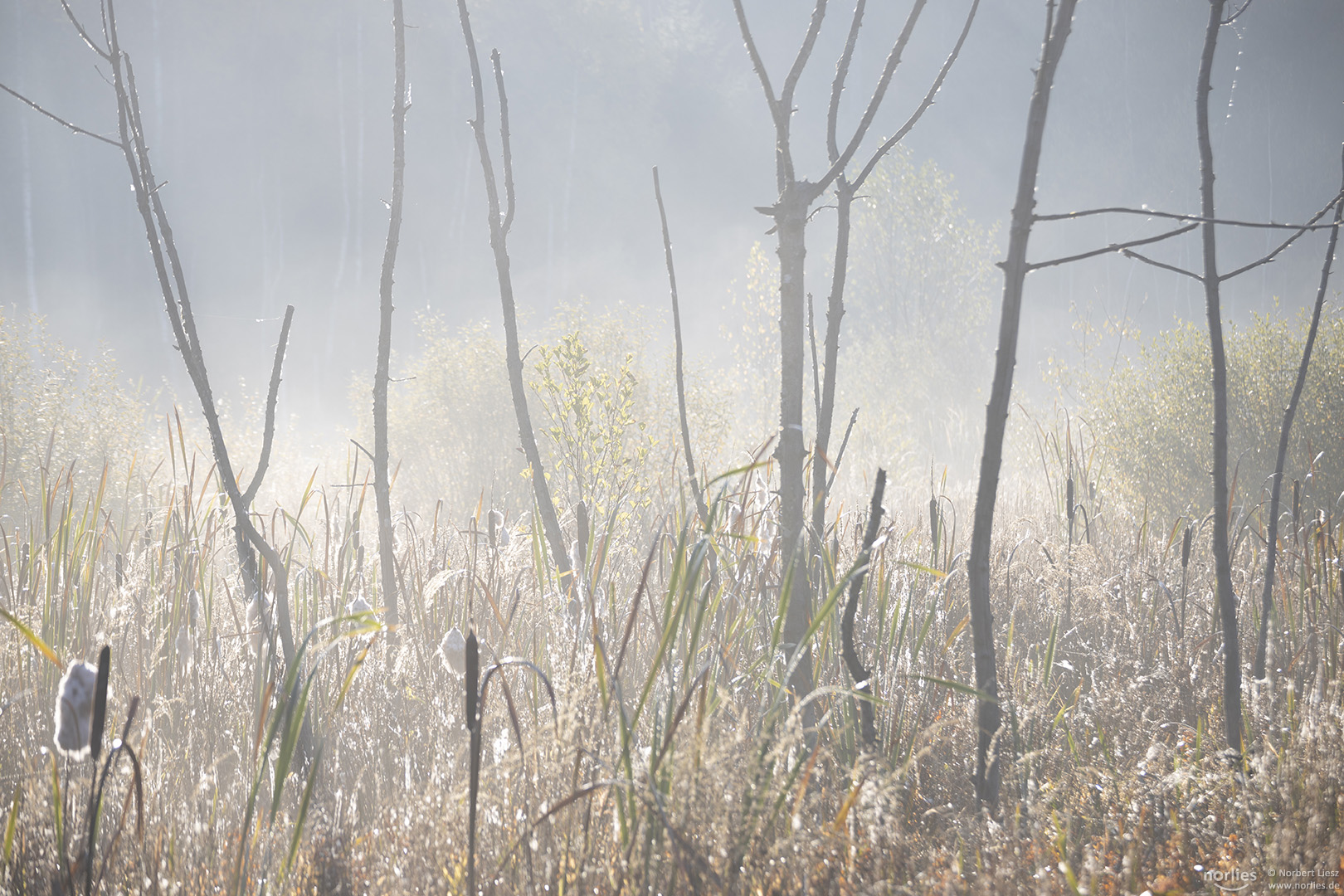 Haspelmoor im Nebel