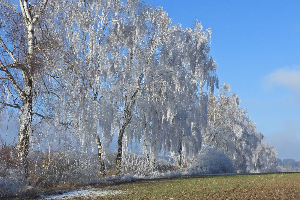 Hasselbach, Tannenkopf: Wintermärchen am Sonntagvormittag 01