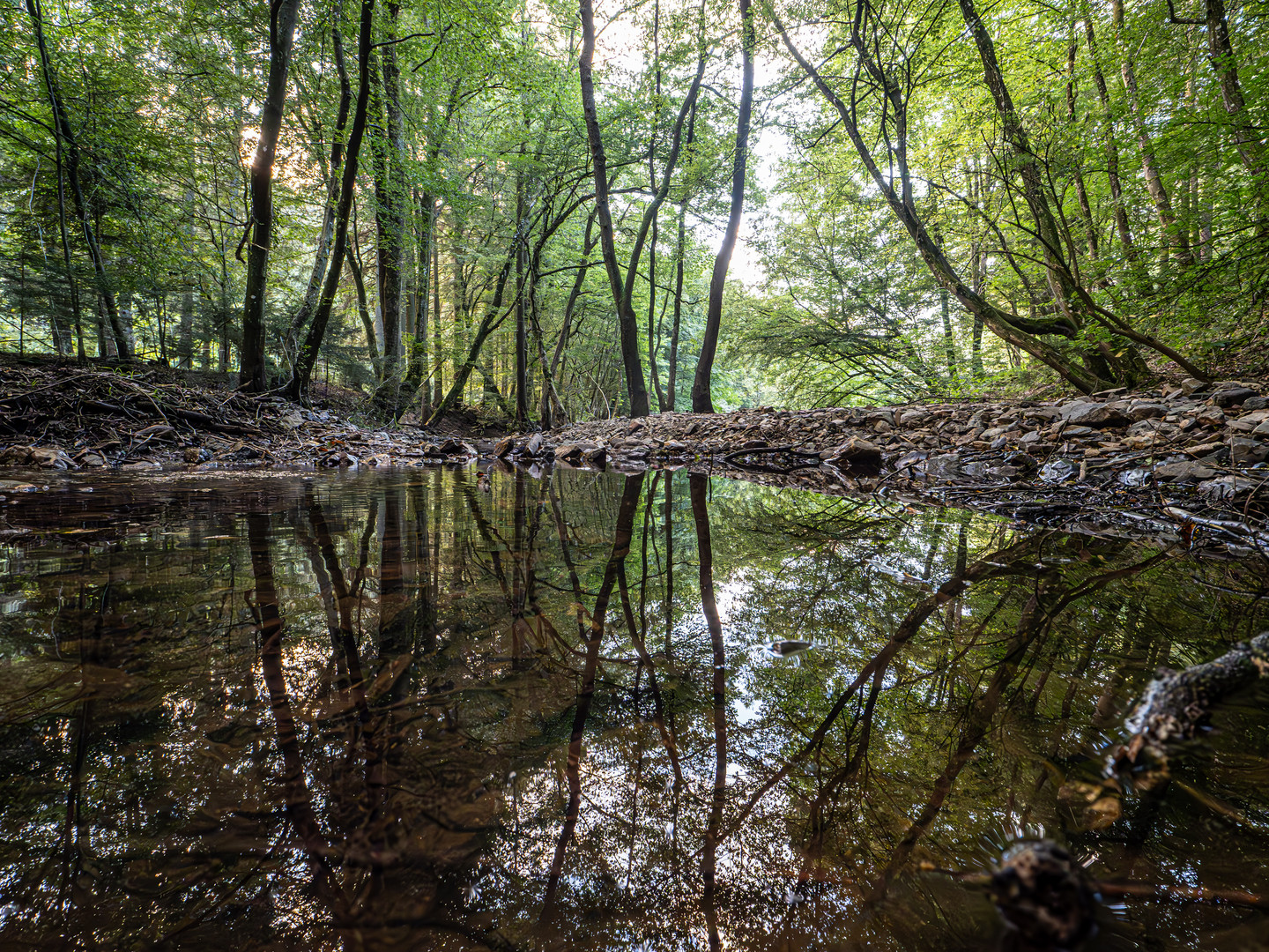 Hasselbach umgebettet