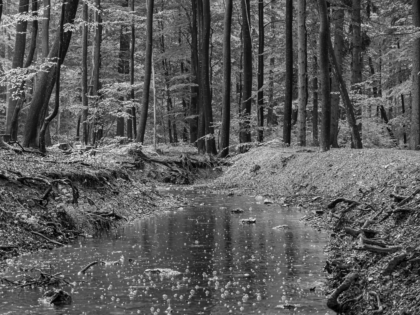 Hasselbachgraben bei Regen sw