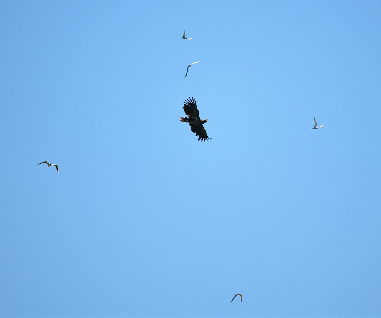 Hassen eines Seeadlers, Hating a sea eagle, Odiando a un águila marina