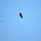 Hassen eines Seeadlers, Hating a sea eagle, Odiando a un águila marina