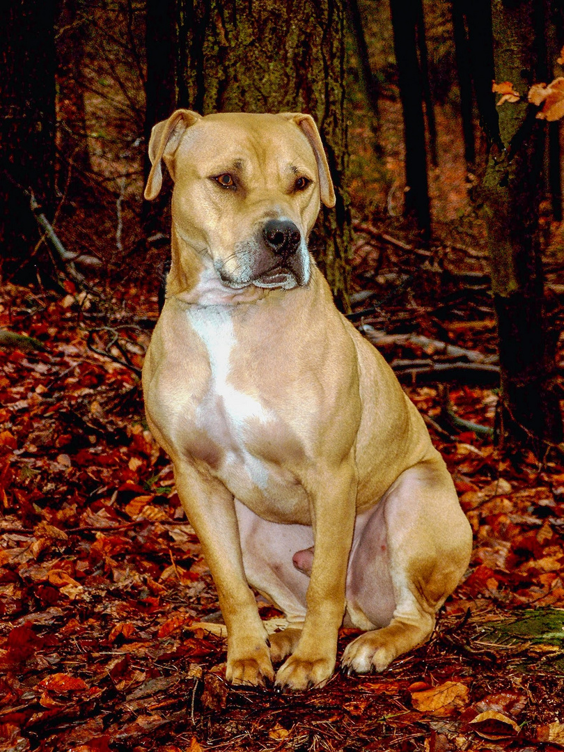 Hasso im Wald Foto & Bild fotos, hunde, natur Bilder auf