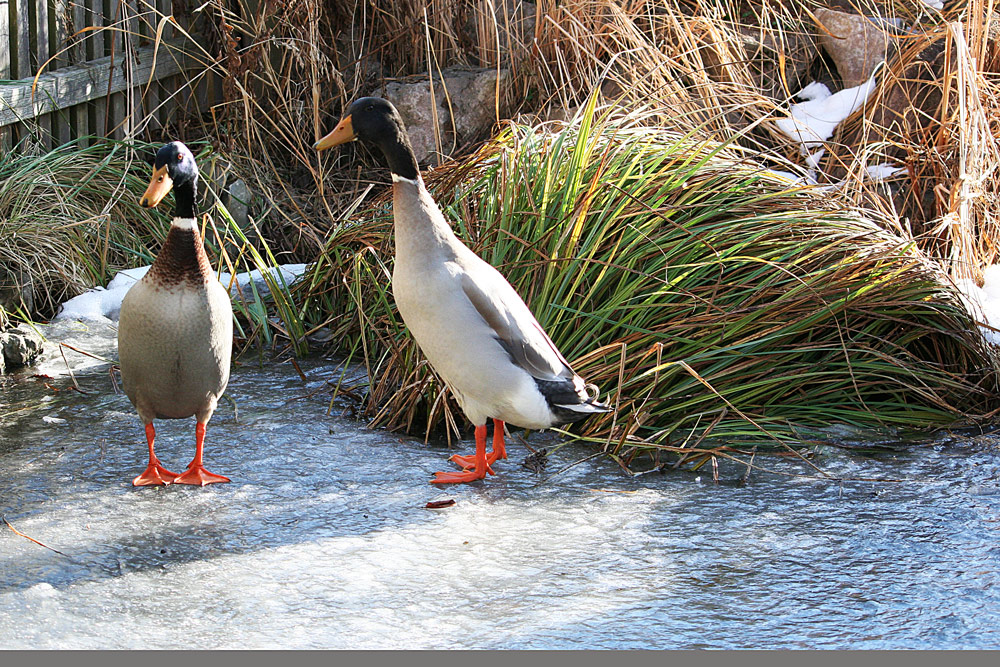 Hast Du den Teich geklaut?