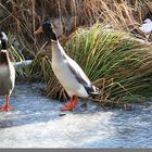 Hast Du den Teich geklaut?