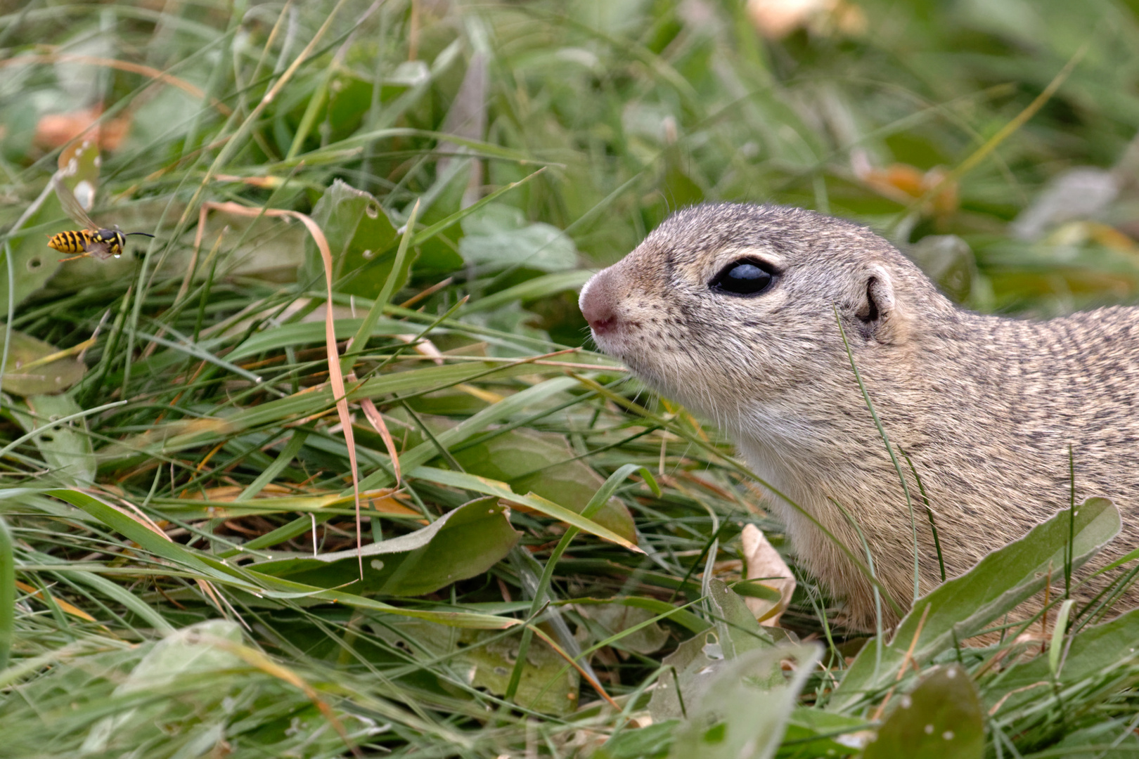 Hast du Durst?  Wespe und Ziesel (Spermophilus, Syn.: Citellus)