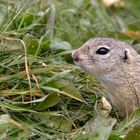 Hast du Durst?  Wespe und Ziesel (Spermophilus, Syn.: Citellus)