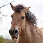 Hast du ein Möhrchen für mich?