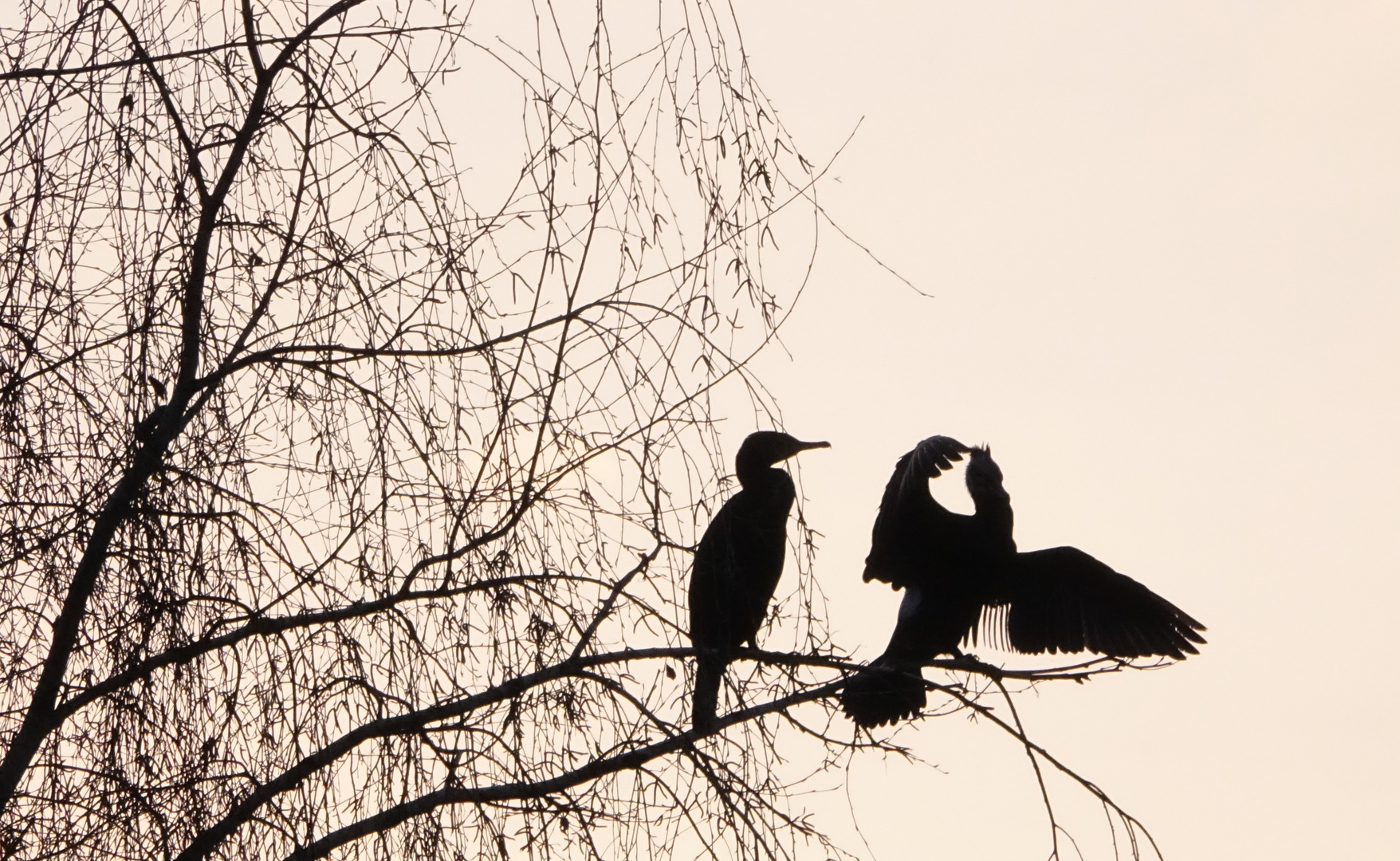 Hast du ein Vogel?