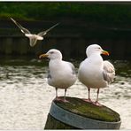 “Hast Du einen wieder fliegen lassen?“ “Nö!“…;)