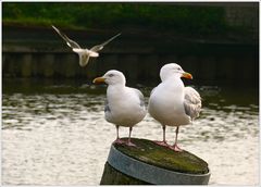 “Hast Du einen wieder fliegen lassen?“ “Nö!“…;)