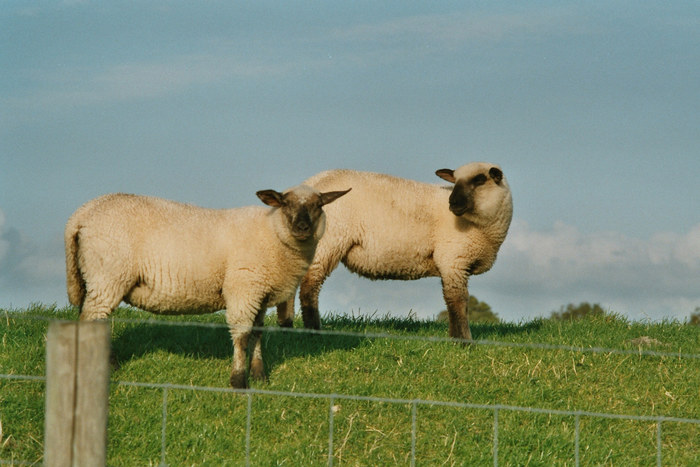 Hast du gehört....Lammkeule zu Ostern ?