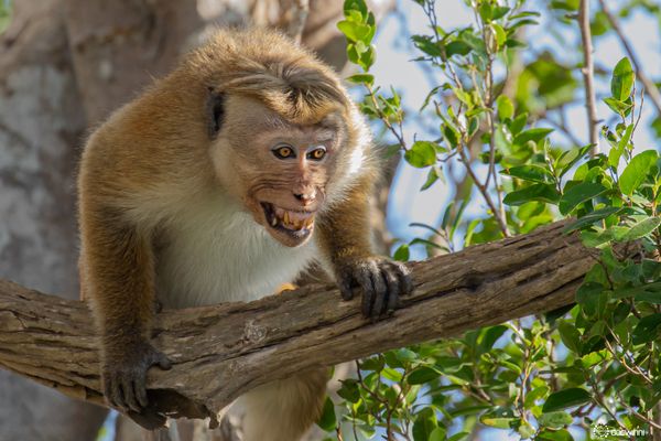 Hast du mein Fressen geklaut ?