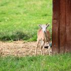 Hast du meine Mama gesehen ? ;-(