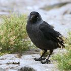 Hast du mir etwas mitgebracht? Dohle (Corvus monedula)