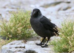 Hast du mir etwas mitgebracht? Dohle (Corvus monedula)