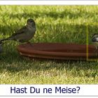 Hast Du ne Meise?