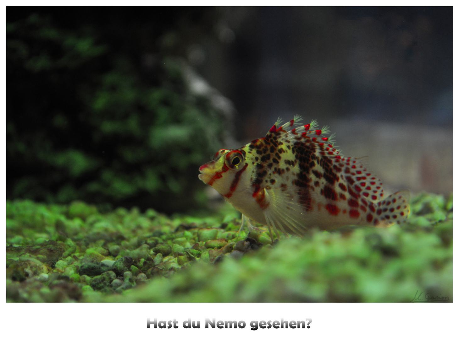 Hast du Nemo gesehen?