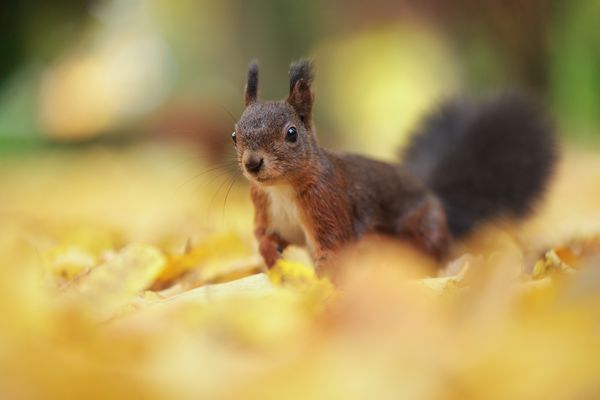 Hast du noch Nüsse?