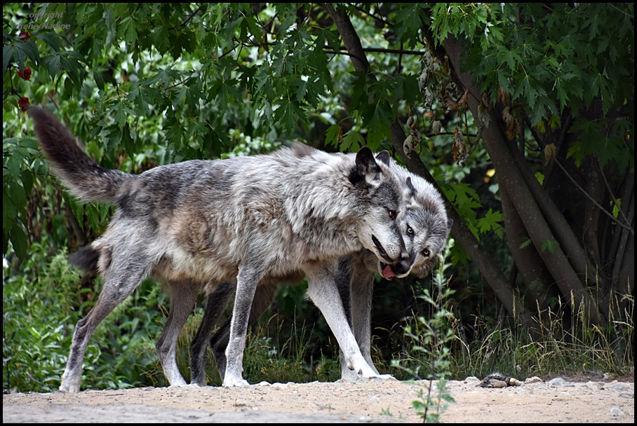 Hast Du Rotkäppchen gesehen ???