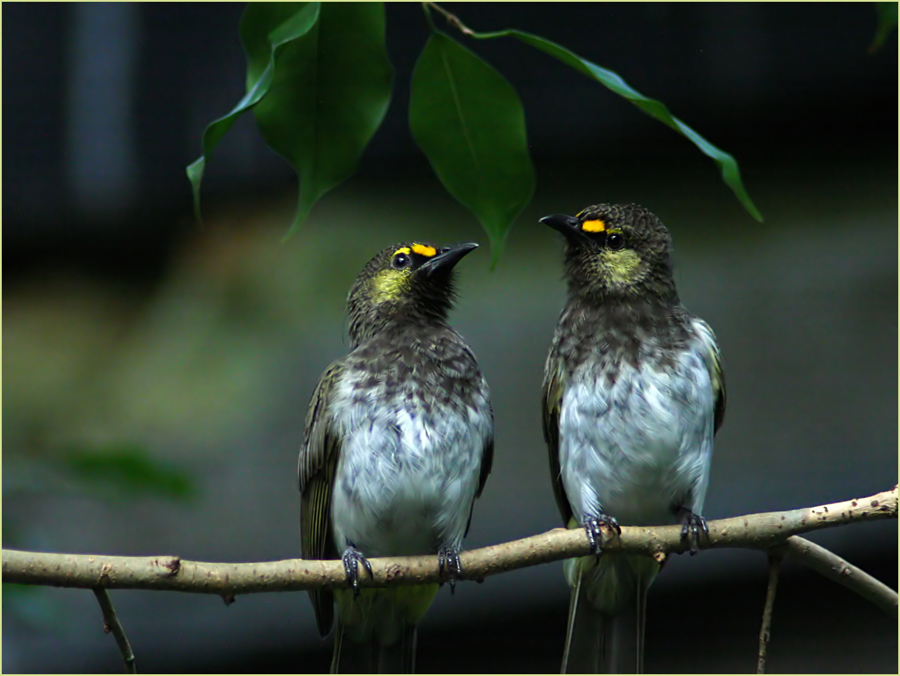 ..hast du schon gehört?? die Amsel von nebenan...........